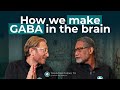 How We Make GABA in the Brain