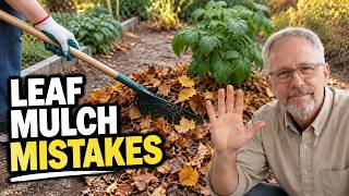 Stop Raking Every Leaf: Where to Leave Them — and Where to Move Them