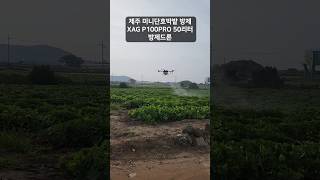 제주 단호박 지페이 P100pro 자동 방제 #농업용드론