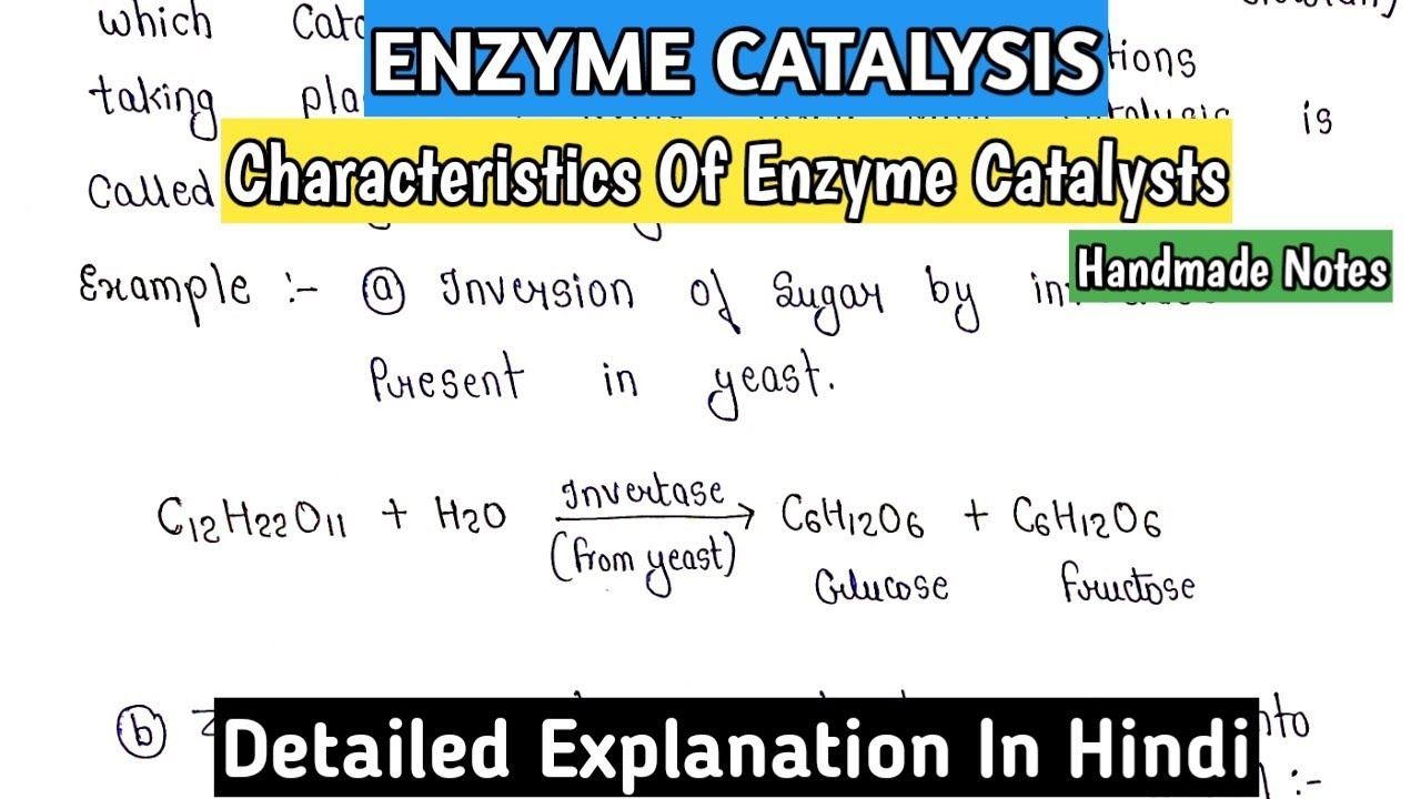 Enzyme Catalysis Characteristics of Catalysts Detailed Explanation