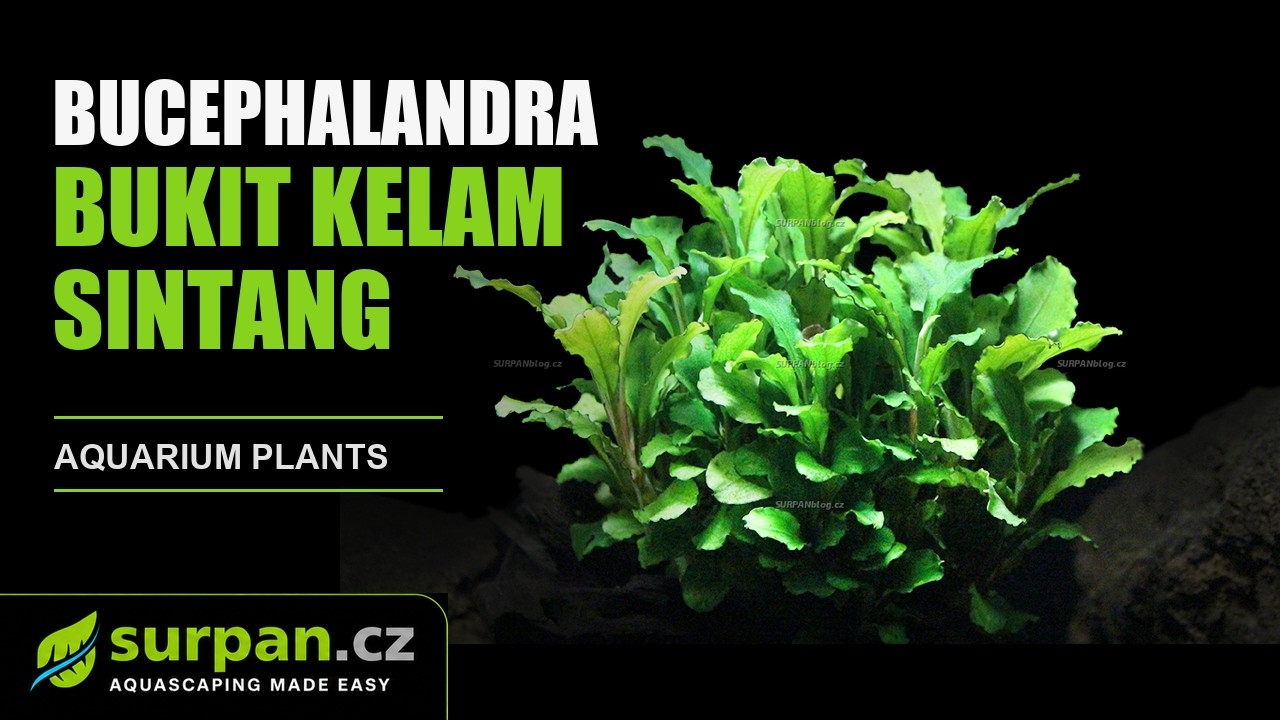 Bucephalandra pygmaea 