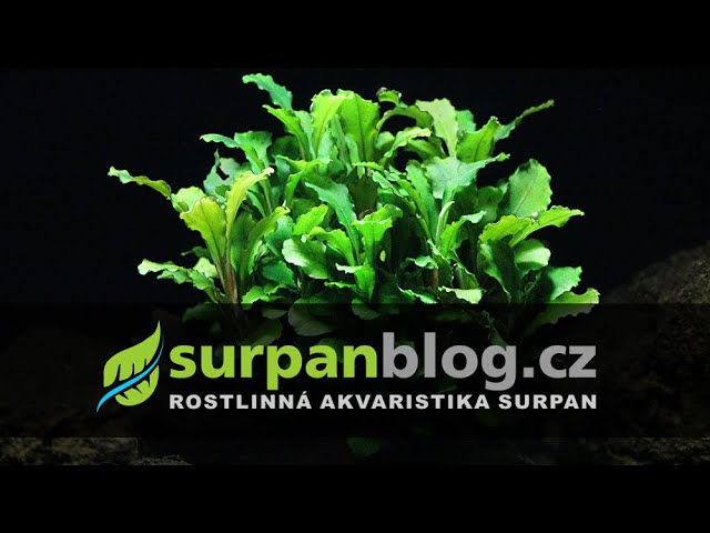 Bucephalandra pygmaea 