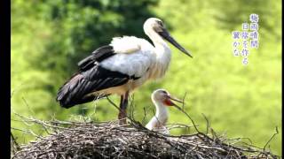 「こうのとりの詩」北浦正弘