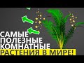 САМЫЕ ПОЛЕЗНЫЕ КОМНАТНЫЕ РАСТЕНИЯ В МИРЕ