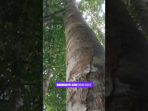 BENTUK BATANG POHON KELAMPAI