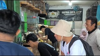 Update Bongkaran burcil gunung salak & perkutut warna