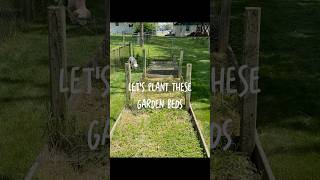 Planting this raised bed garden beds! #perennials #garden