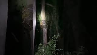 Download Lagu 𝐩𝐞𝐫𝐚𝐬𝐚𝐚𝐦𝐮 𝐩𝐢𝐲𝐞 𝐩𝐚𝐬 𝐛𝐞𝐥𝐨𝐫 𝐛𝐞𝐧𝐠𝐢 𝐤𝐞𝐭𝐞𝐦𝐮 𝐧𝐠𝐮𝐧𝐮 𝐢𝐤𝐮.. MP3