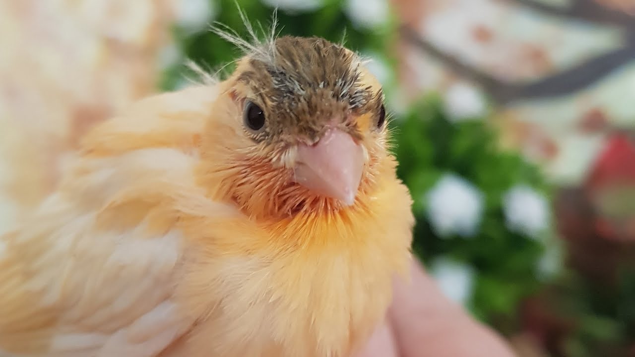 Canary babies breeding season 2021 