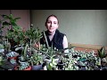 Как ухаживать за суккулентами / succulents