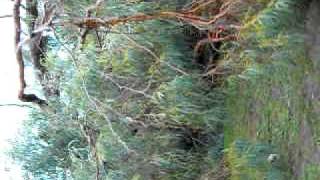 gumtree fall in my yard