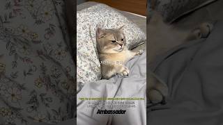 누워서 티비보는 고양이