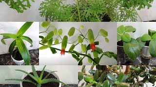 Пять домашних 👨‍🚀 докторов или цветы 🌺 на подоконнике. Medicinal plants on the window.