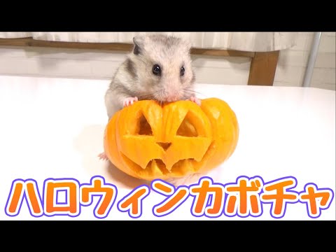 I made a Halloween pumpkin and gave it to my hamster and it was