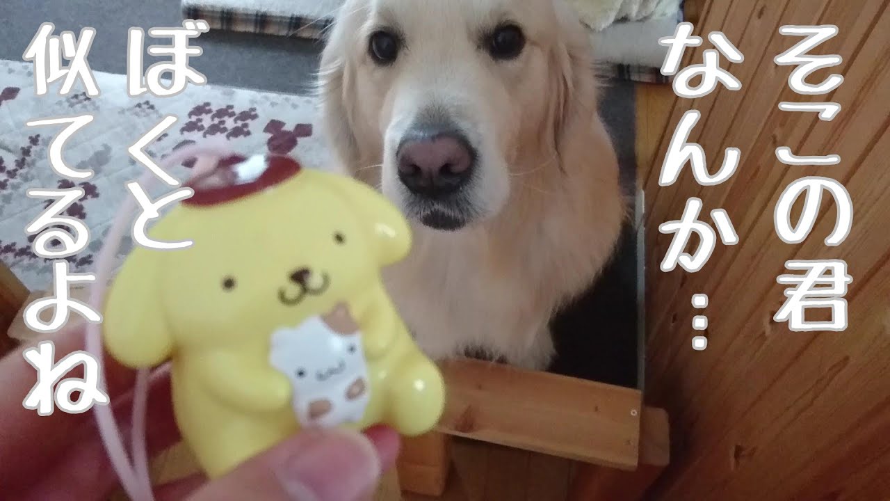 ポムポムプリンが可愛すぎて食べちゃいたい英国ゴールデンレトリバー
