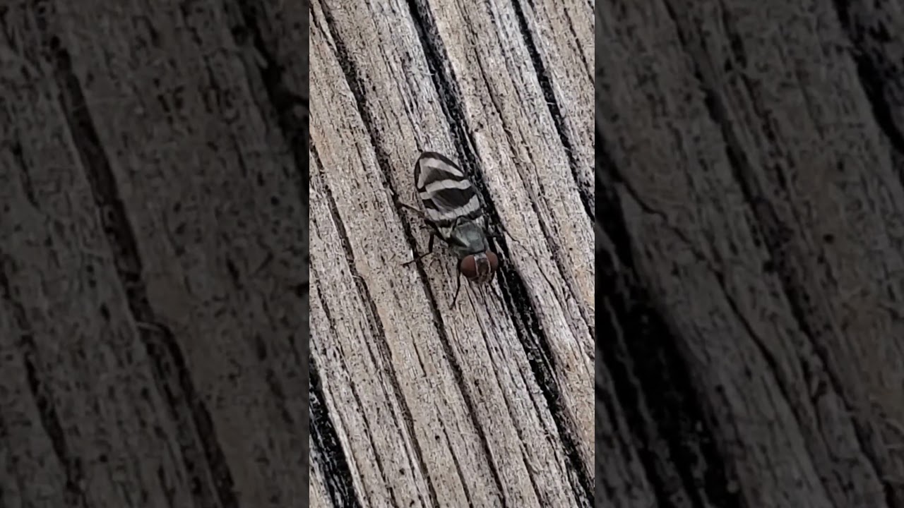 Ulidiidae (formerly Otitidae) or picture-winged flies