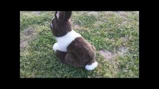 Webkinz Easter Surprise