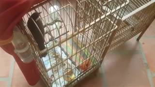 Pycnonotus Jocosus Shower But It Dơnt Shower