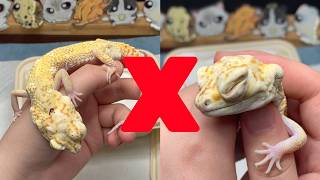 Animal Rescue Gecko: Why You Should Never Breed This Gecko Morph?