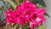 Elen S Adenium pluS