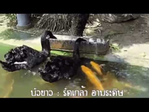 บัวขาว : รัดเกล้า อามระดิษ