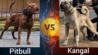 Pitbull VS Kangal | Who is more Powerful ? by Shubham Medhekar 2,421 views 1 year ago 3 minutes, 5 seconds