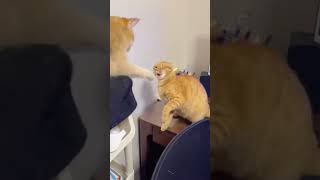🐄 HTP Production | Funny Animals & Happy Moments 😂 #trending #funny #viralvideo #cat #animals