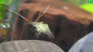 Cận cảnh Tôm lột xác