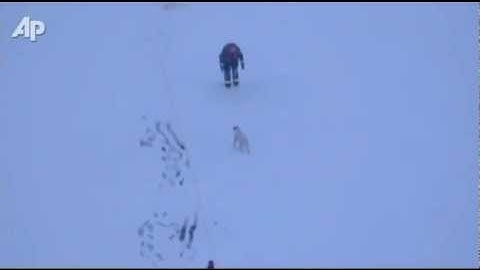 Raw Video Dog Rescued From Ice Waters
