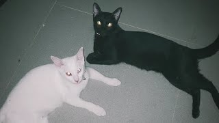 cats in the cold - mage tears | Lyrics