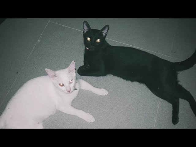 cats in the cold - mage tears | Lyrics