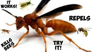 Tempo Repels And Kills Bees, Ants, Spiders And Other Bugs!