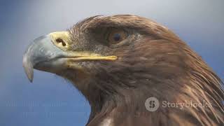 The Eagle's Renewal | A Beak Breaking Journey