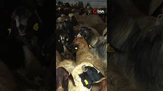 Tatvanda Yayladan Besiye Dönüş