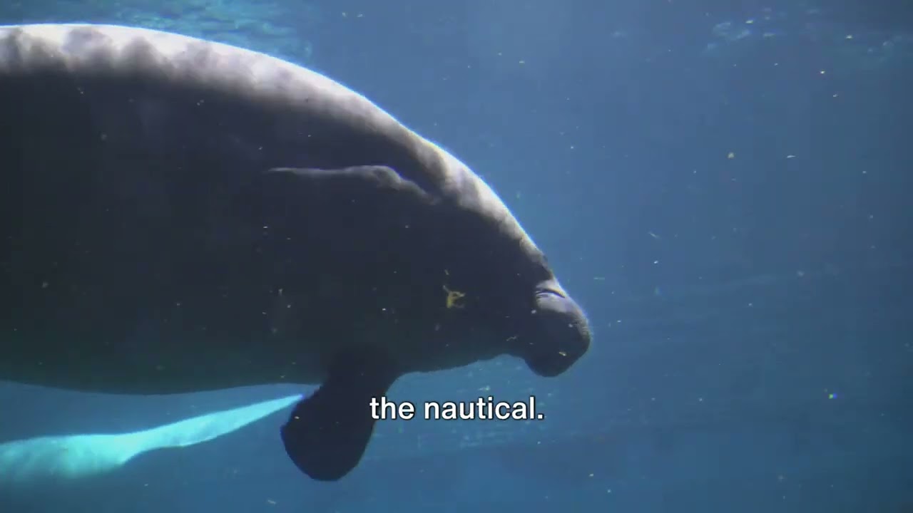 Discovering the Mythical Ichthyocentaur: Half-Horse, Half-Fish 