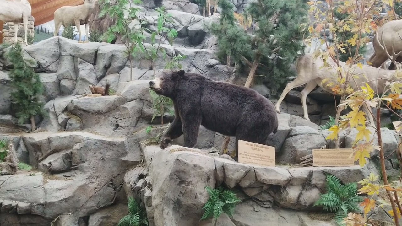 Pennsylvania State Record 800+ Pounds Black Bear.
