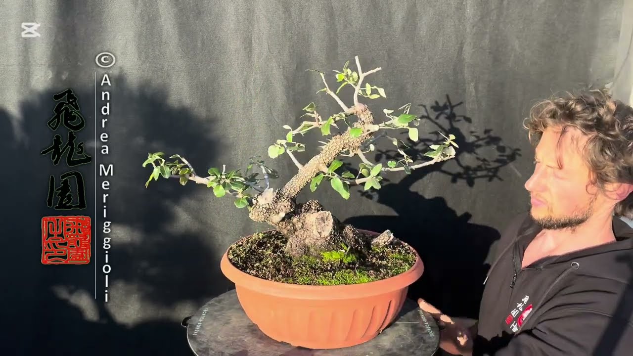 Quercus ilex 25-349