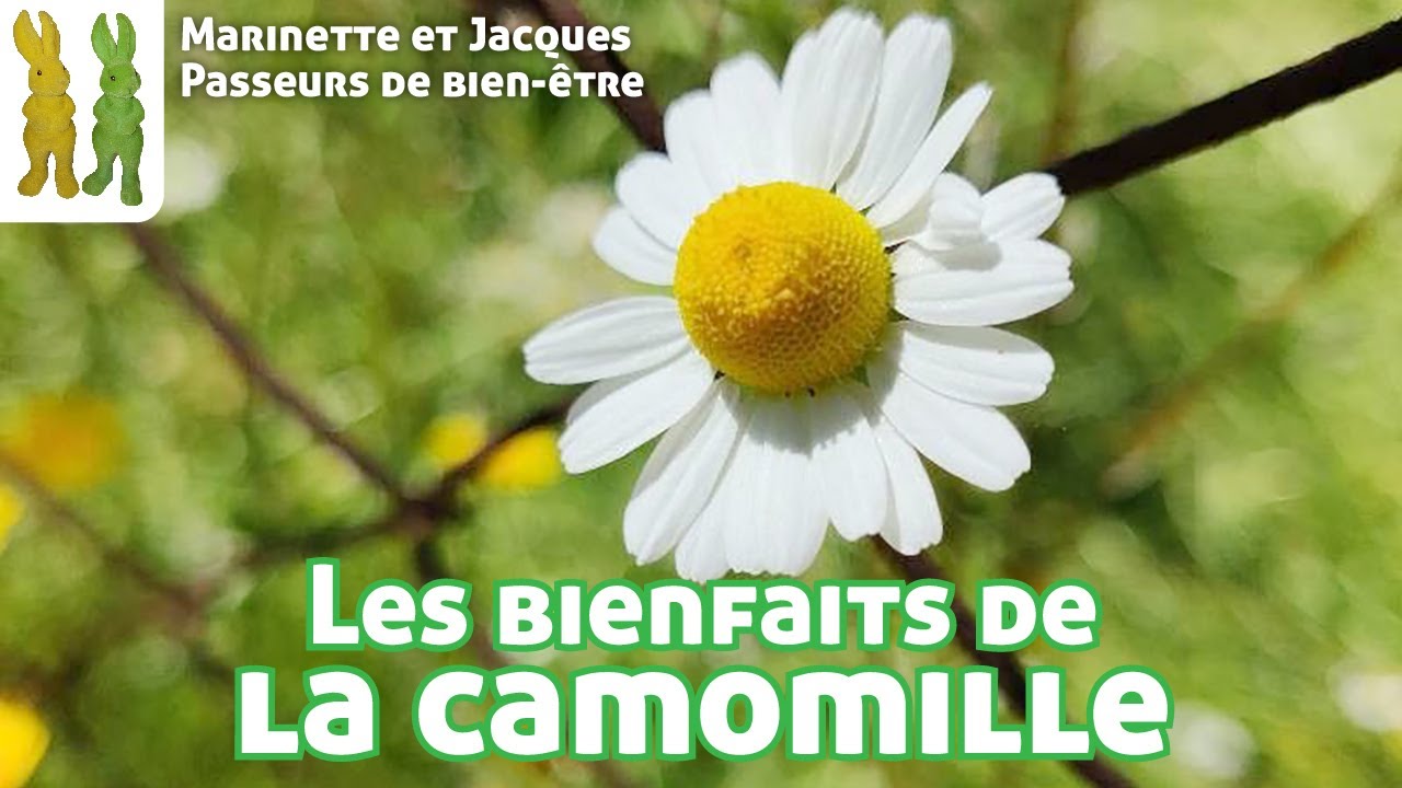 Les bienfaits de la Camomille noble - Chamaemelum nobile - Les visites de Spagyrusz.