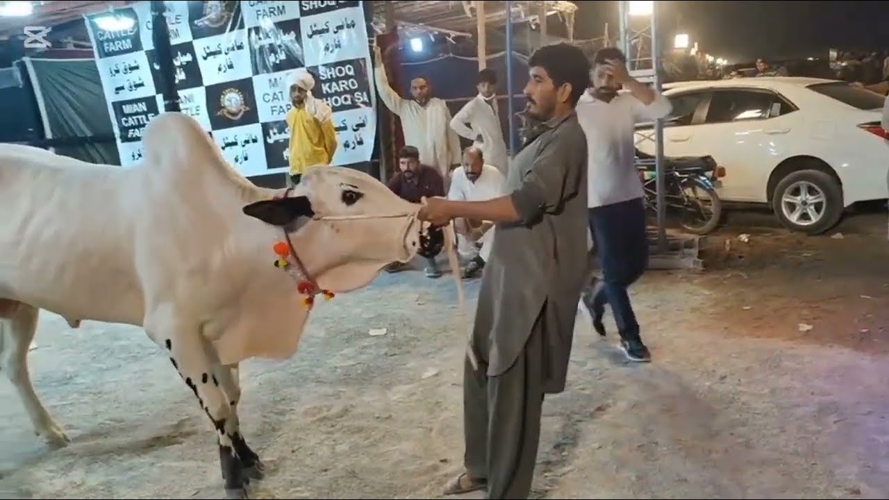 ATHRA JANWAR full out Dhani bulls video 