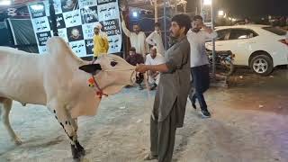ATHRA JANWAR full out Dhani bulls video #dhanivideo#bullsvideo#mandiupdate