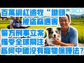 百萬網紅狗狗“鋤頭”被盜竊遇害！狗主人堅持不原諒不和解，警方終刑事立案！事件在全球引起熱議！中國沒有寵物保護法？| Reaction Video | 鋤頭 |邊牧 | 反虐待動物法 | 寵物保護法