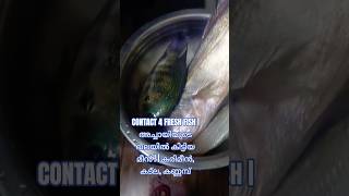 CONTACT 4 FRESH FISH | അച്ചായിയുടെ വലയിൽ കിട്ടിയ മീൻ ! | കരിമീൻ, കട്ല, കണ്ണമ്പ്, ചെമ്മീൻ | Aquafresh