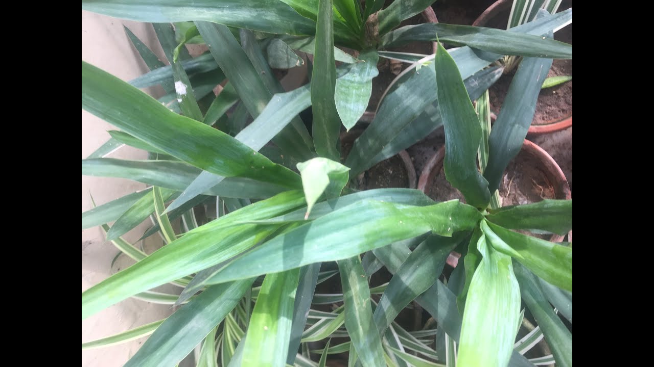 Yucca plant propagation through easy cutting, yucca plant