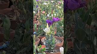 Eustoma flowers garden 😍#shorts #flowers #shortsfeed #nature