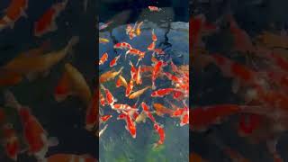 Unser Tategoi Becken - Tosai von Torazo einem der 4 besten Kohaku Züchter in Japan 🇯🇵