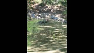 Country Girl. Mud Hole. Swimming. Getting Dirty