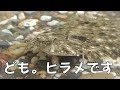 自宅の水槽のヒラメを釣ってみた結果