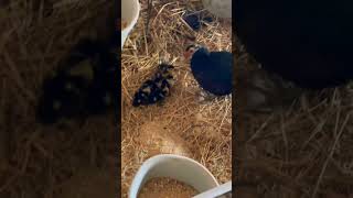 More new babies on the farm today! #duck #duckling #ducks #ducklings #muscovyducks #duckshorts