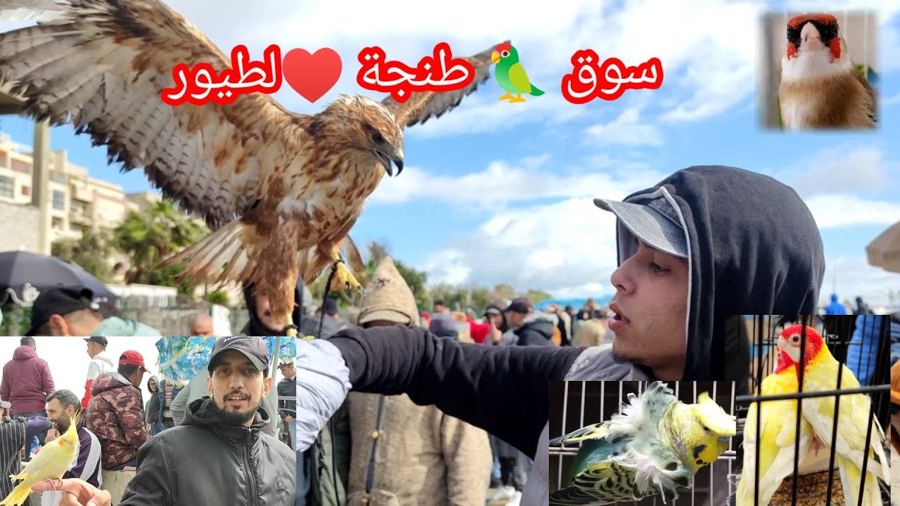 سوق طنجة لطيور 🦜 وأتمنة الأقفاز 🦚 وملتزمات  😱 طيور والصقر 🦅 الدهبي 😭🤔🇲🇦 🇨🇵🇩🇿🇪🇸