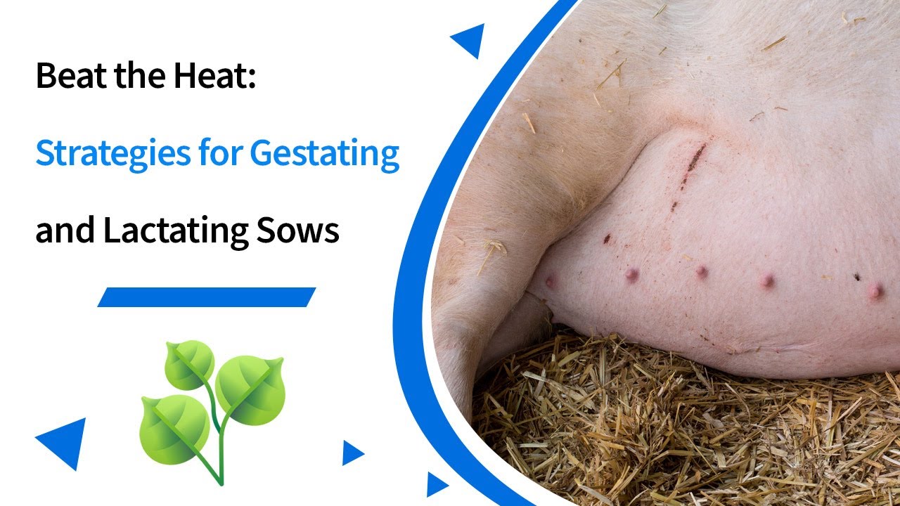 Beat the heat: Strategies for lactating and gestating sows